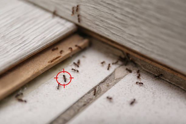 Best Flea Control Services  in Fontana, CA