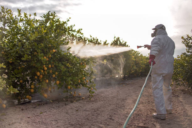 Best Rat Extermination Near Me  in Fontana, CA