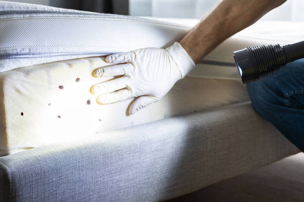 Best Pest Inspection Near Me  in Fontana, CA