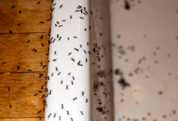 Flea Control Services in Fontana, CA
