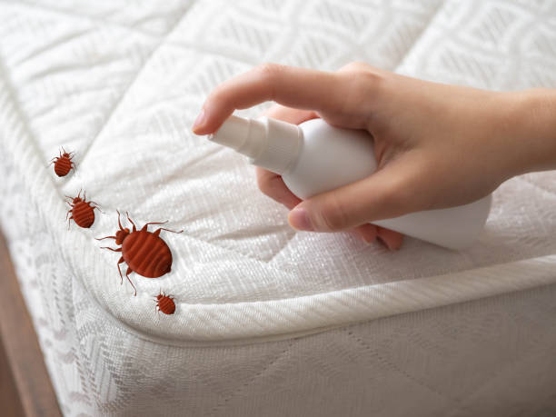 Best Affordable Pest Control Services  in Fontana, CA