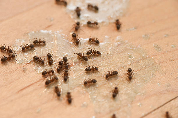 Best Pest Removal Services  in Fontana, CA