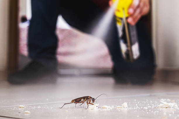 Best Flea Control Services  in Fontana, CA