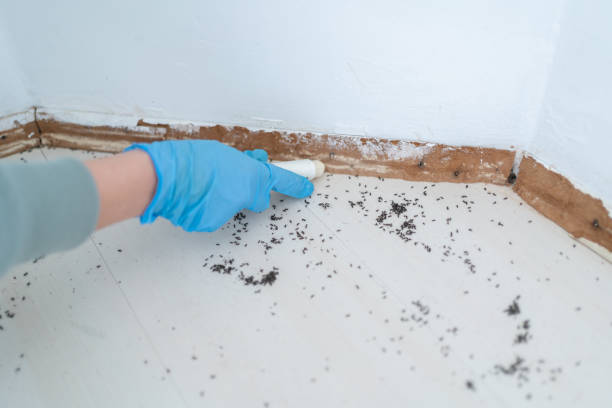 Reliable Fontana, CA Pest Control Solutions